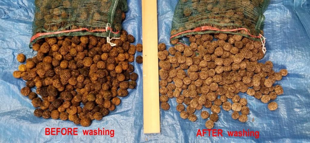 This image has an empty alt attribute; its file name is 08-WashingNuts_1200x900-1024x472.jpg